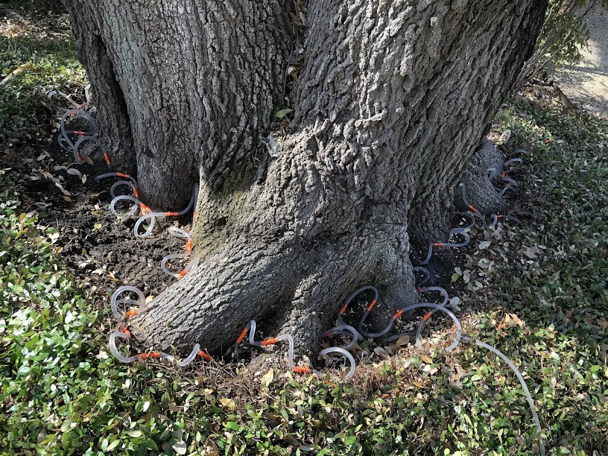 Detailed Tree Cabling and Bracing job site in Nett Lake