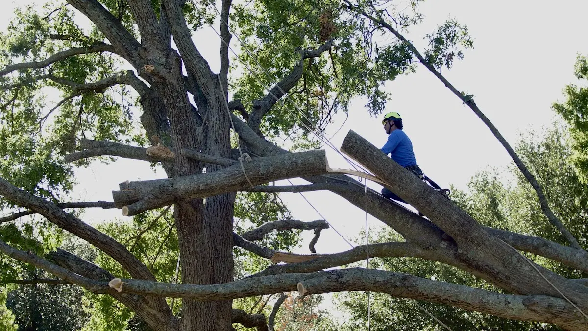 Professional Crown Thinning performed by certified arborists in Nett Lake