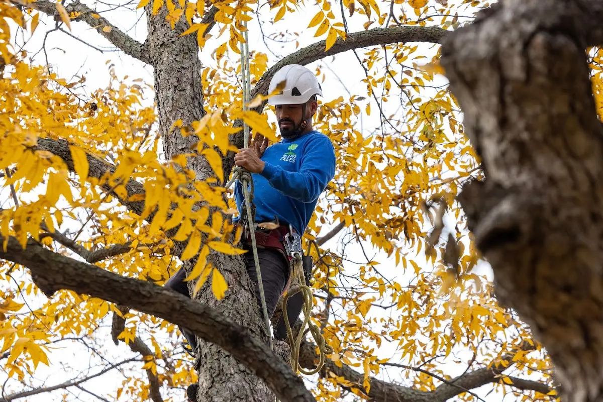 Skilled Tree Pruning crew working in Nett Lake